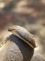 Carinarion