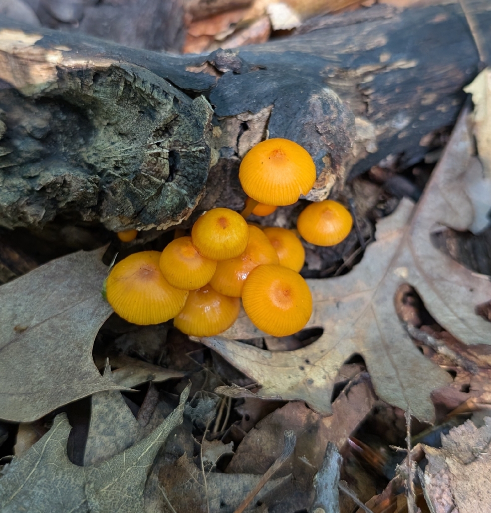 orange mycena · September 2026 · photo: Photo: (c) Alan Prather, some rights reserved (CC BY) · iNaturalist