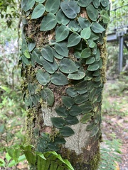 Rhaphidophora hayi, photograph (c) Samuel Brown, some rights reserved (CC BY)
