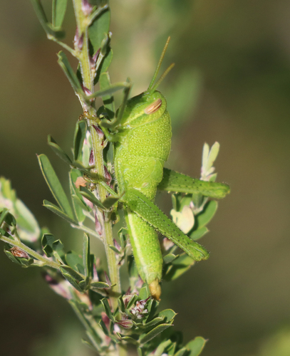 Mischievous Bird Grasshopper