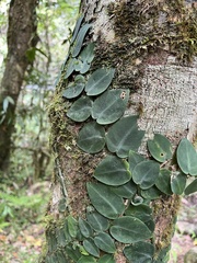 Rhaphidophora hayi, photograph (c) Samuel Brown, some rights reserved (CC BY)