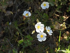 Cistus umbellatus
