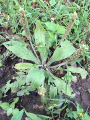 Plantago