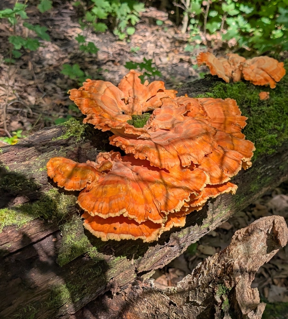 chicken of the woods · September 2026 · photo: Photo: (c) Alan Prather, some rights reserved (CC BY) · iNaturalist