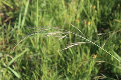 Trisetopsis imberbis