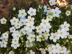 Arenaria montana