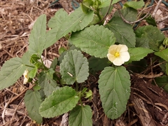 Rhynchosida physocalyx