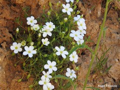 Arenaria montana