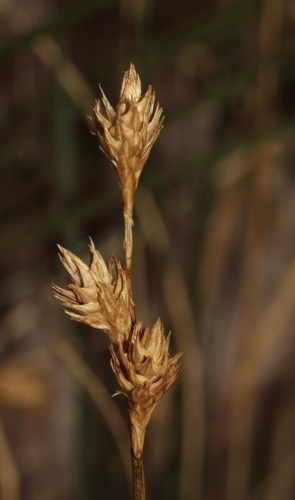 Carex brevior, photograph 4