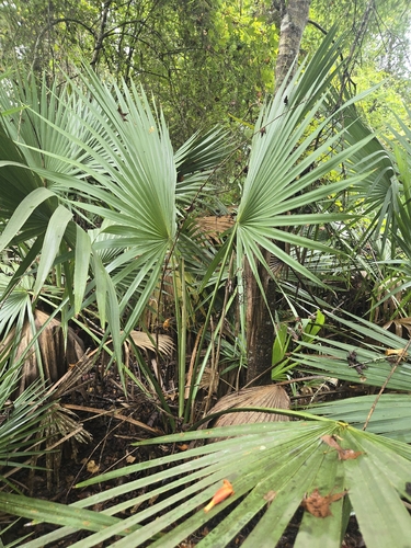 Dwarf Palmetto
