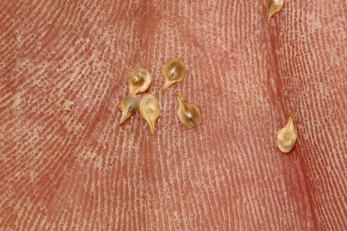 Carex brevior, photograph 6