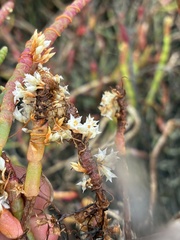 Cuscuta pacifica