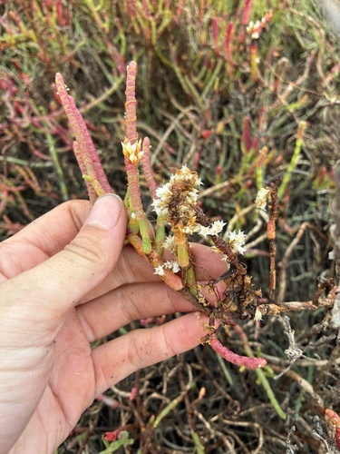 Cuscuta pacifica, photograph 2