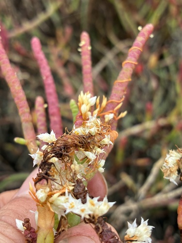 Cuscuta pacifica, photograph 3