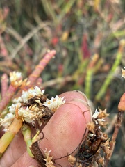 Cuscuta pacifica, photograph (c) dorian, some rights reserved (CC BY)