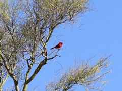 Cardinalis