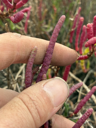 Salicornia pacifica, photograph 5