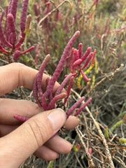 Salicornia pacifica, photograph (c) dorian, some rights reserved (CC BY)