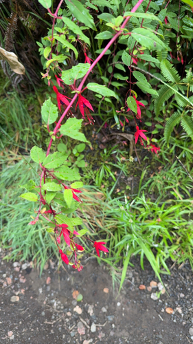Fuchsia magellanica observed 2026-09-02