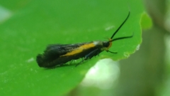 Mathildana newmanella