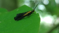 Mathildana newmanella