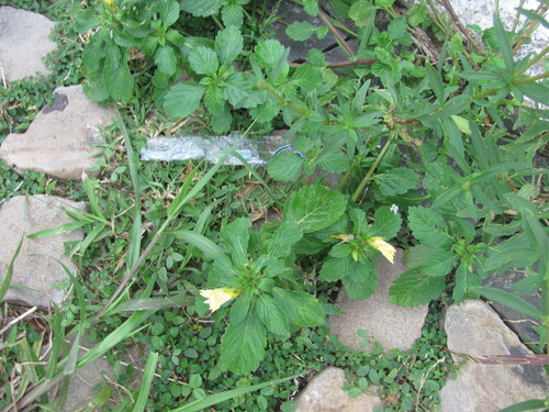 Turnera subulata