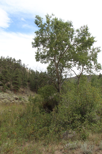 Populus angustifolia, photograph 4