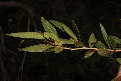 Populus angustifolia, photograph 5