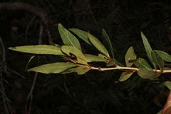 Populus angustifolia, photograph (c) Austin Saunders, some rights reserved (CC BY)