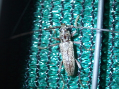 Elaphidion