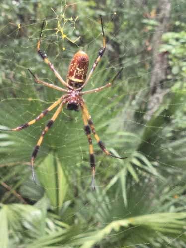Golden Silk Spider