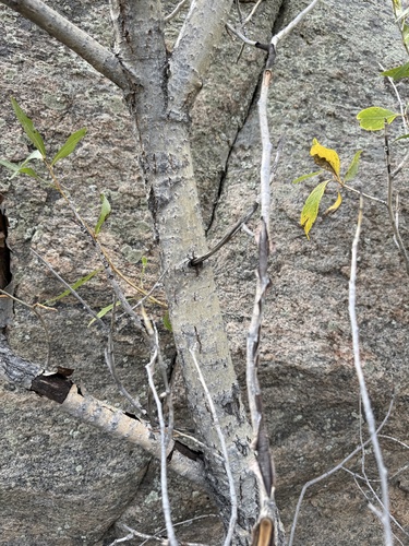 Populus angustifolia, photograph 6
