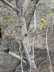 Populus angustifolia, photograph (c) Austin Saunders, some rights reserved (CC BY)