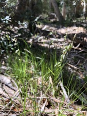 Melica mutica