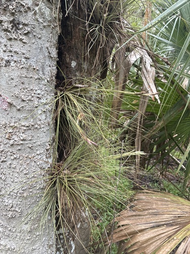 Tillandsia bartramii, photograph 1
