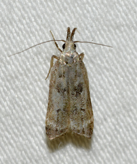 Dichomeris inversella