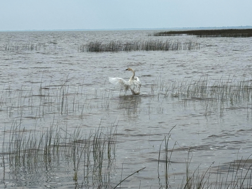 Trumpeter Swan
