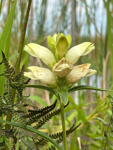 white turtlehead