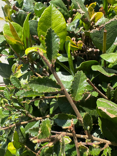 Ulmus parvifolia, photograph 6