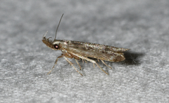 Dichomeris inversella