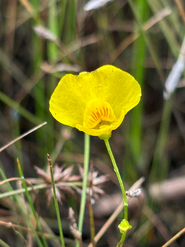 intermediate bladderwort
