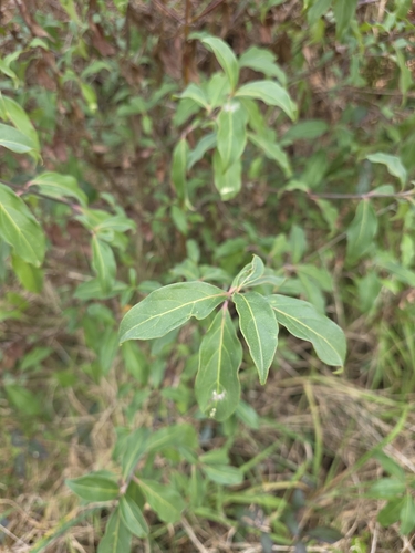 Cornus capitata