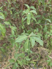 Cornus capitata