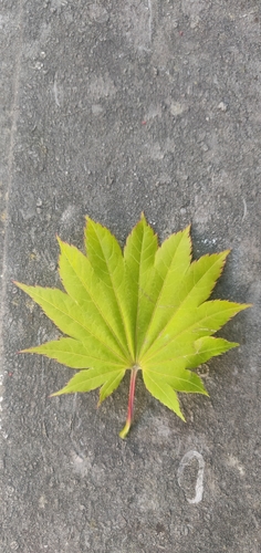 Korean maple