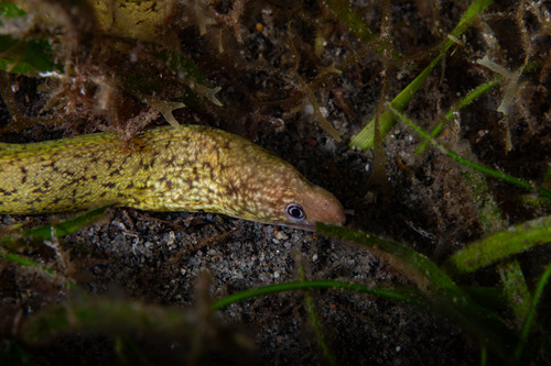 Gymnothorax chilospilus observed 2026-09-02