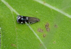 Anacampsis levipedella