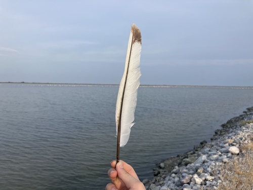 Plume de Spatule blanche