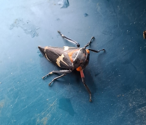 Eurymeloides pulchra observed 2026-09-03