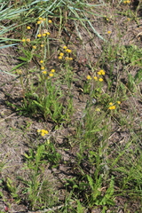 Nidorella pinnata