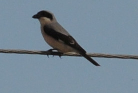 Lesser Grey Shrike